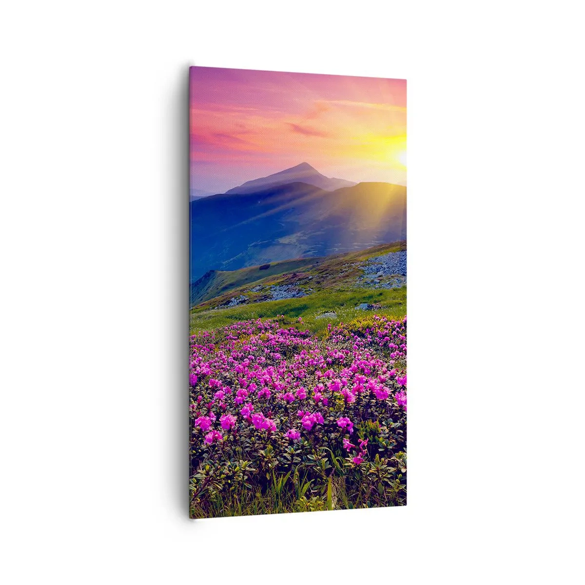 Vászonkép - … És körülötte hegyi fenyő és gyógynövények illata - 65x120 cm