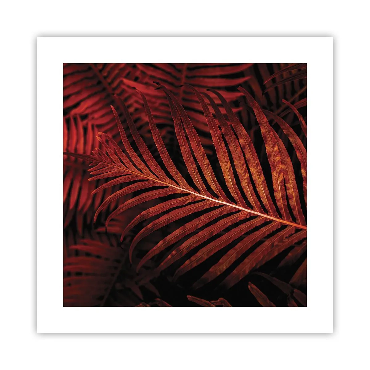 Poszter - Az élet vörös színe - 40x40 cm