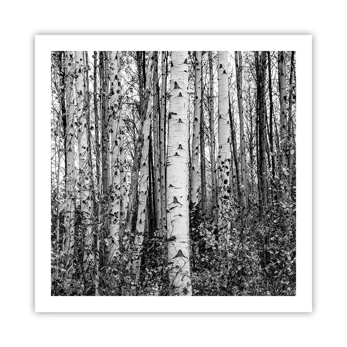 Poszter - Nyírfa oszlopsor - 60x60 cm