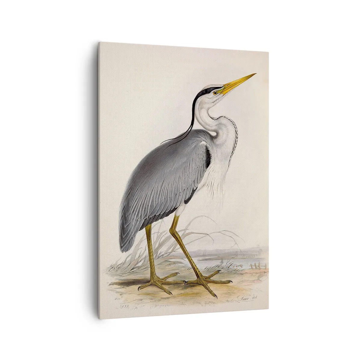 Vászonkép - Gémnek kecsessége - 70x100 cm