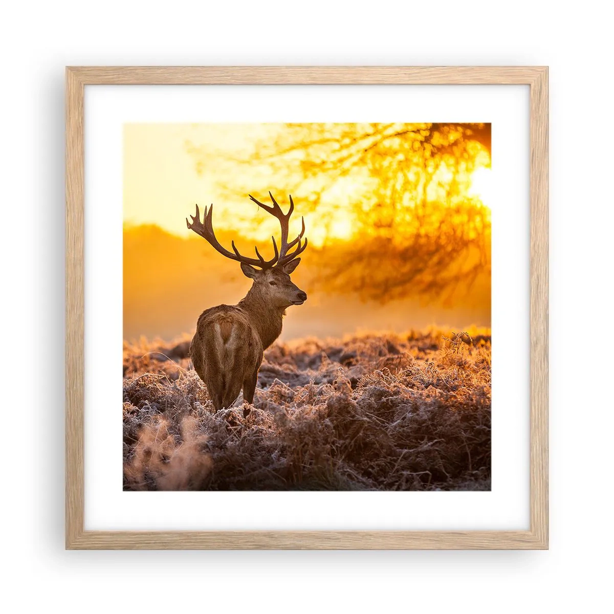 Poszter világos tölgy keretben - Az őszi erdő királya - 40x40 cm