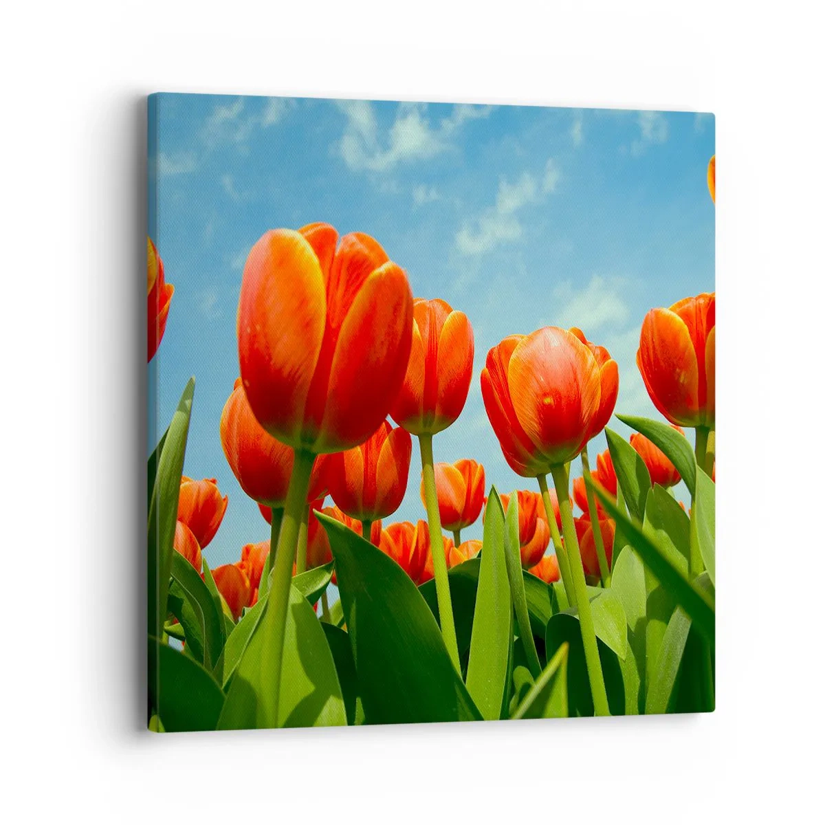 Vászonkép - A kék égen kívül semmire sincs szükségük az életükben - 40x40 cm