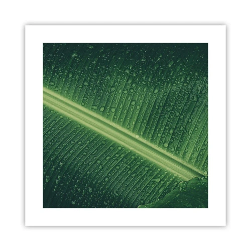 Poszter - A növényzet szerkezete - 40x40 cm