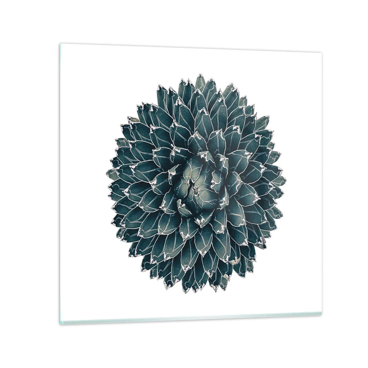 Üveg kép - A sivatag csillaga - 50x50 cm