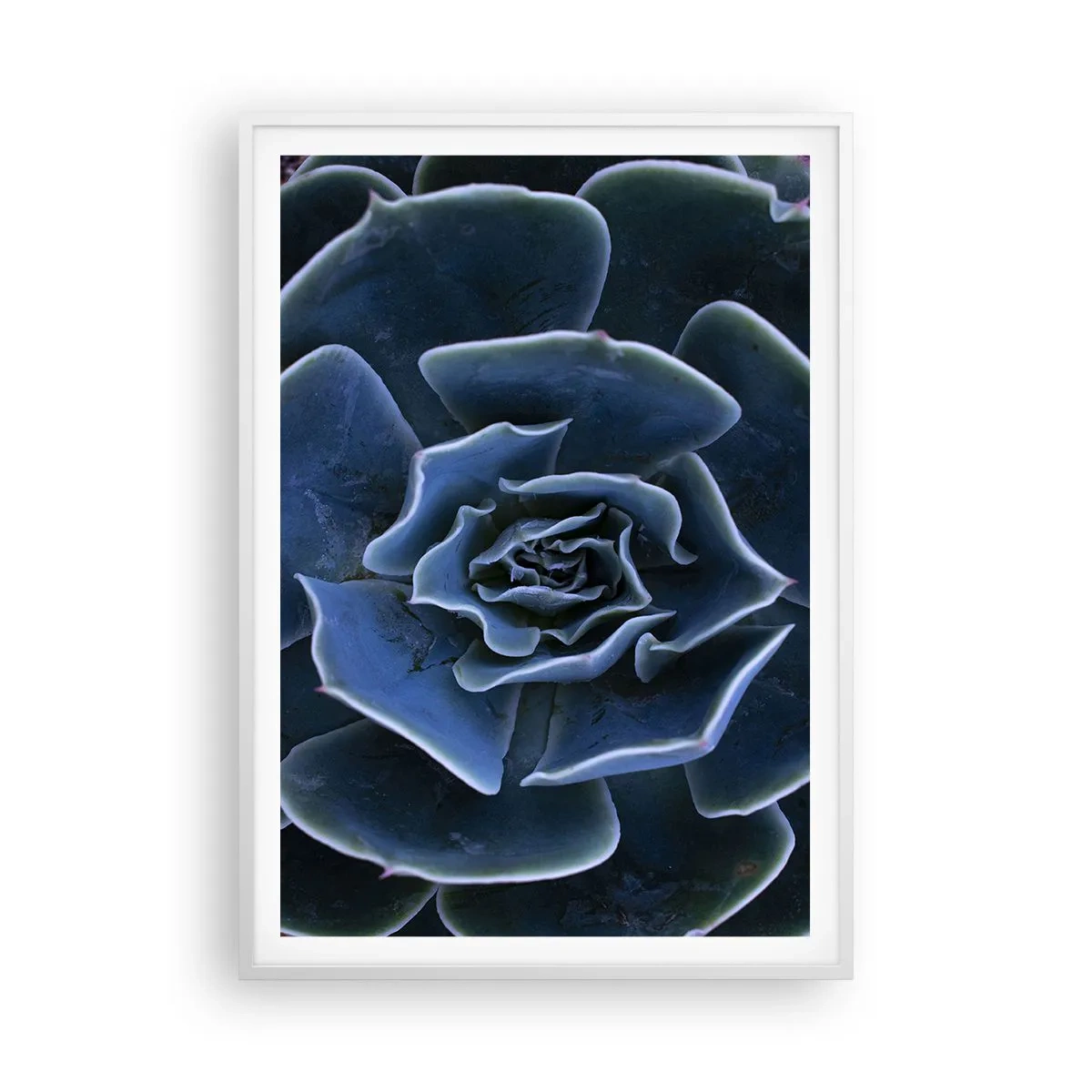 Poszter fekete keretben - A sivatag virága - 70x100 cm