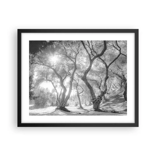 Poszter fehér keretben - Egy olajfaligetben - 50x40 cm