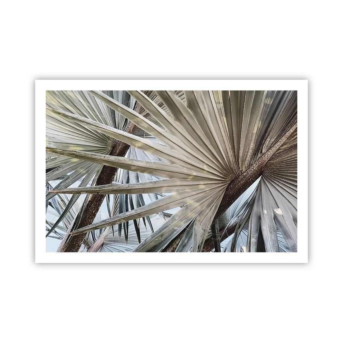 Poszter - Legyező a trópusokon - 91x61 cm