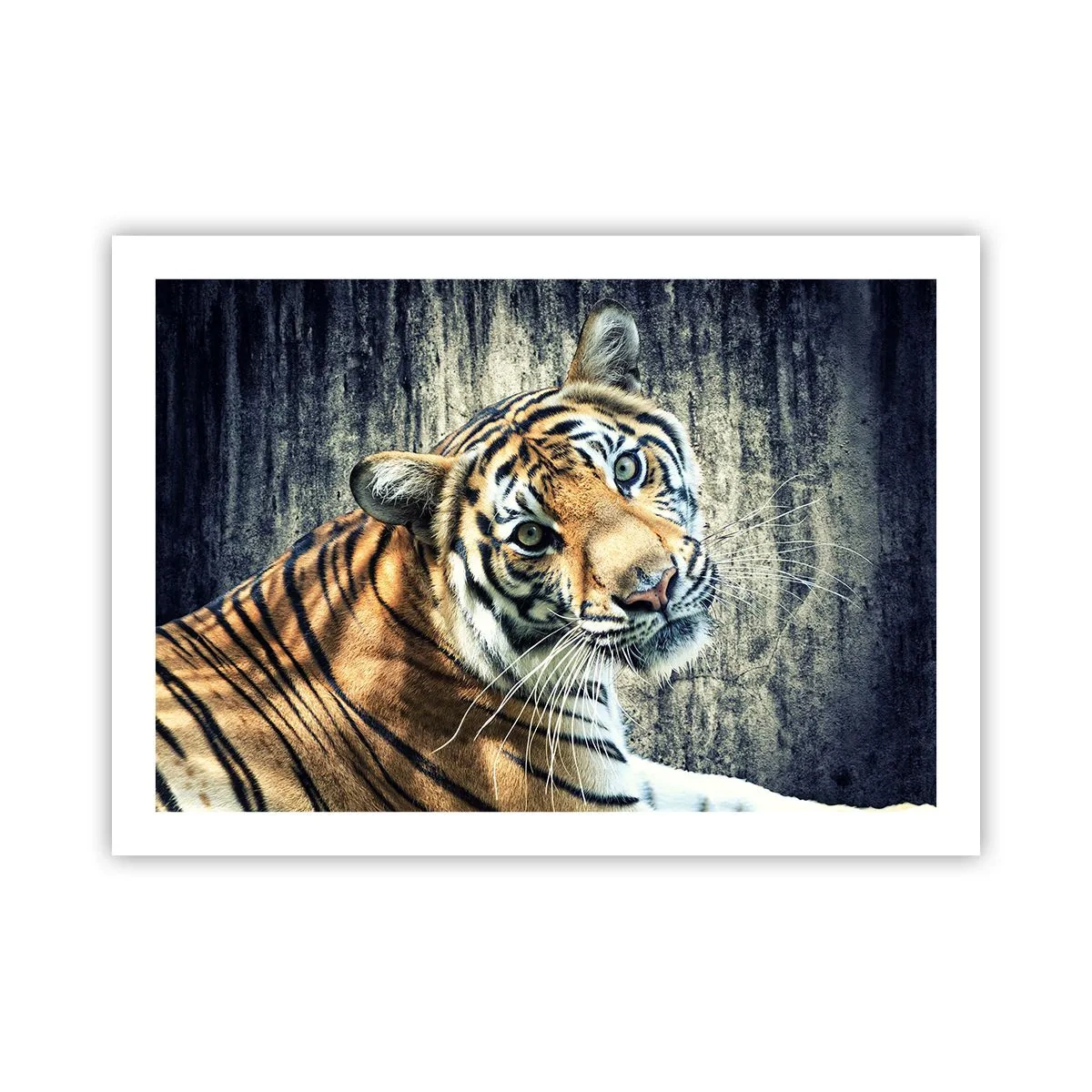 Poszter - Portré a fénysugárban - 70x50 cm