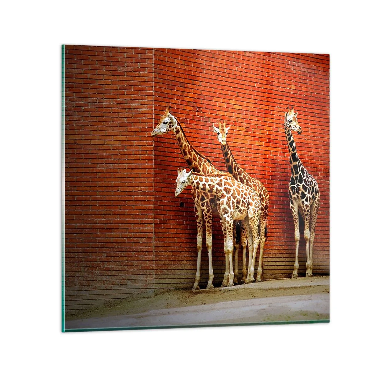 Üveg kép - Láttok akácot? - 70x70 cm