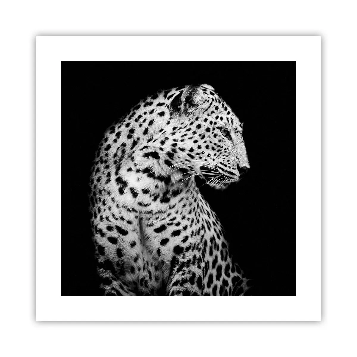 Poszter - Tökéletes jobb  profil! - 40x40 cm