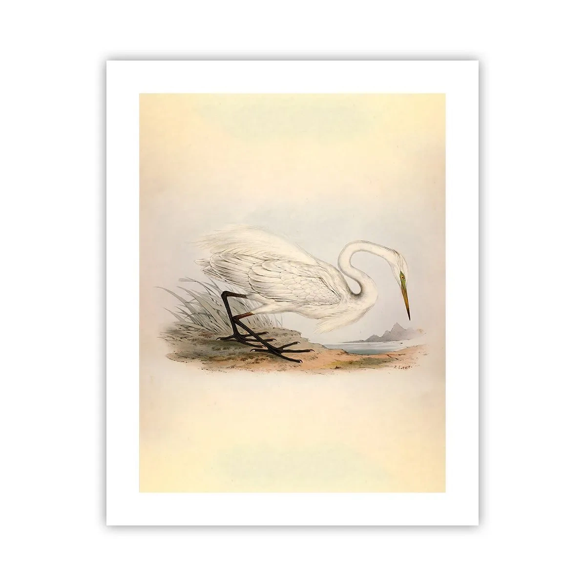Poszter - Hölgy a nádasban - 40x50 cm