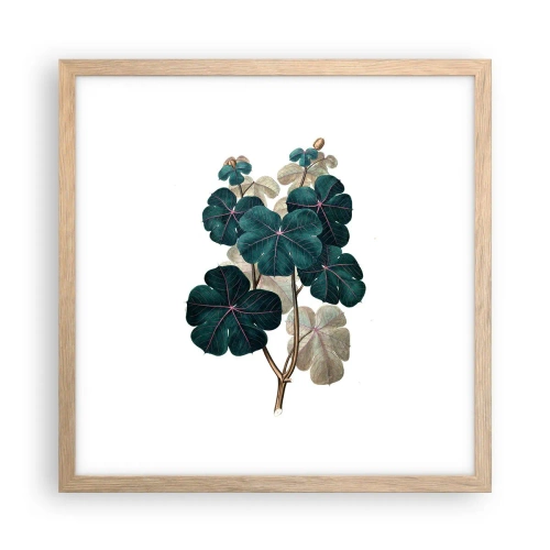Poszter világos tölgy keretben - Egy régi herbáriumból - 40x40 cm