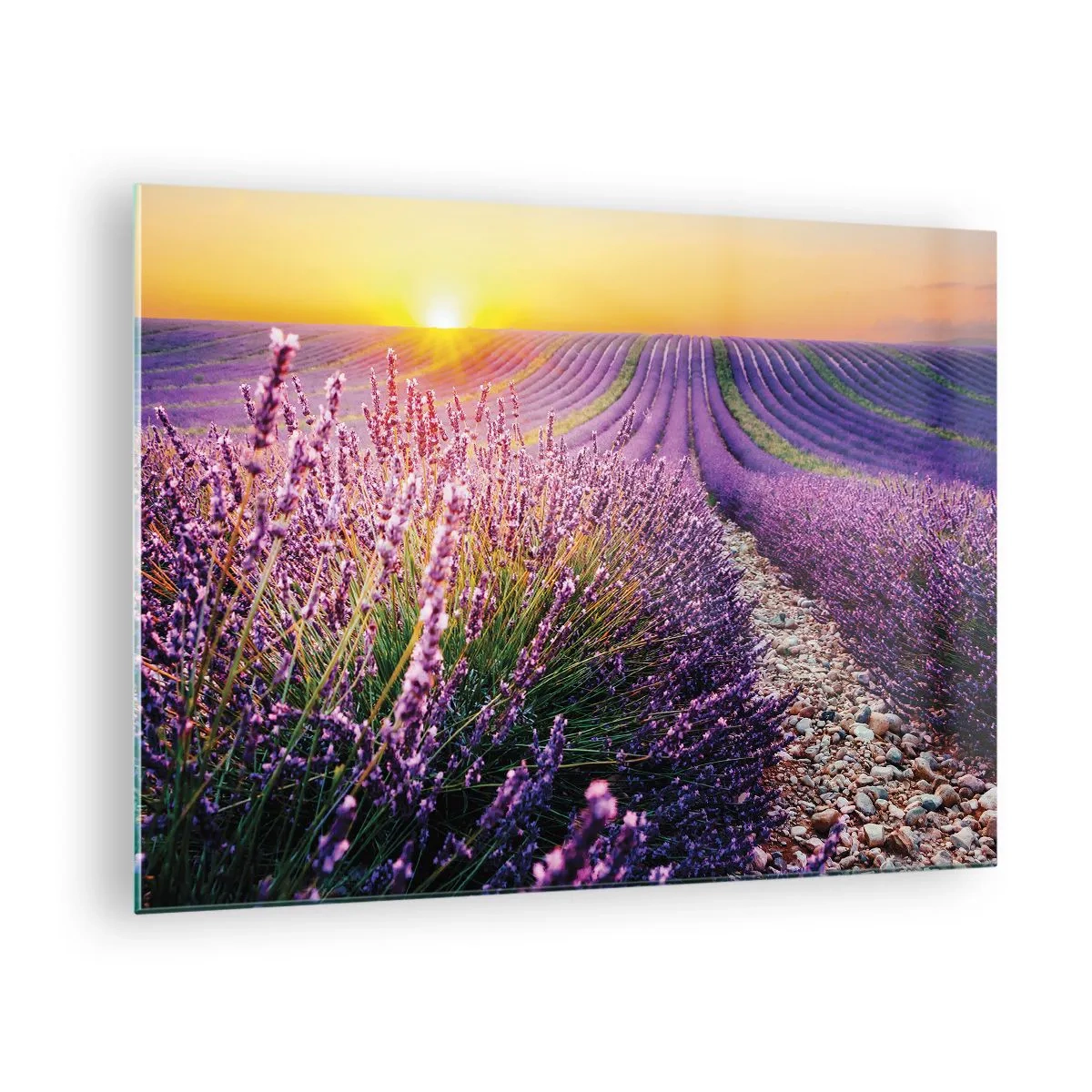 Üveg kép - Levendula mező napfelkeltekor, sziklás ösvényen - 70x50cm - Illatos szálak - Modern fali dekoráció nappalihoz és hálószobához ARTTOR