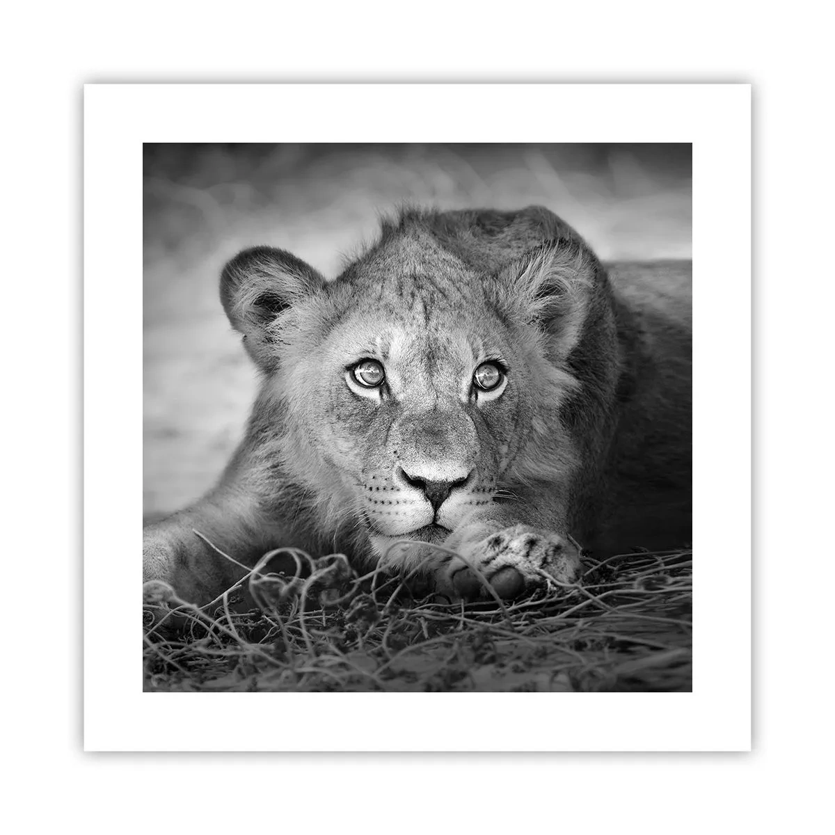 Poszter - Királyi kölyök - 40x40 cm