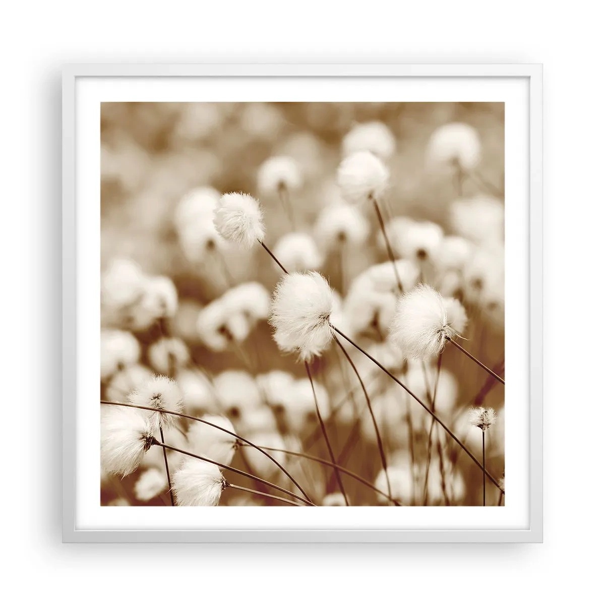 Poszter fekete keretben - Bolyhos termés - 60x60 cm