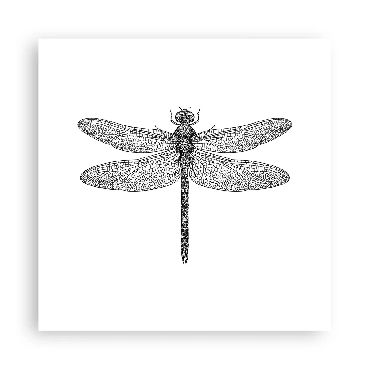 Poszter - A természet precizitása - 40x40 cm