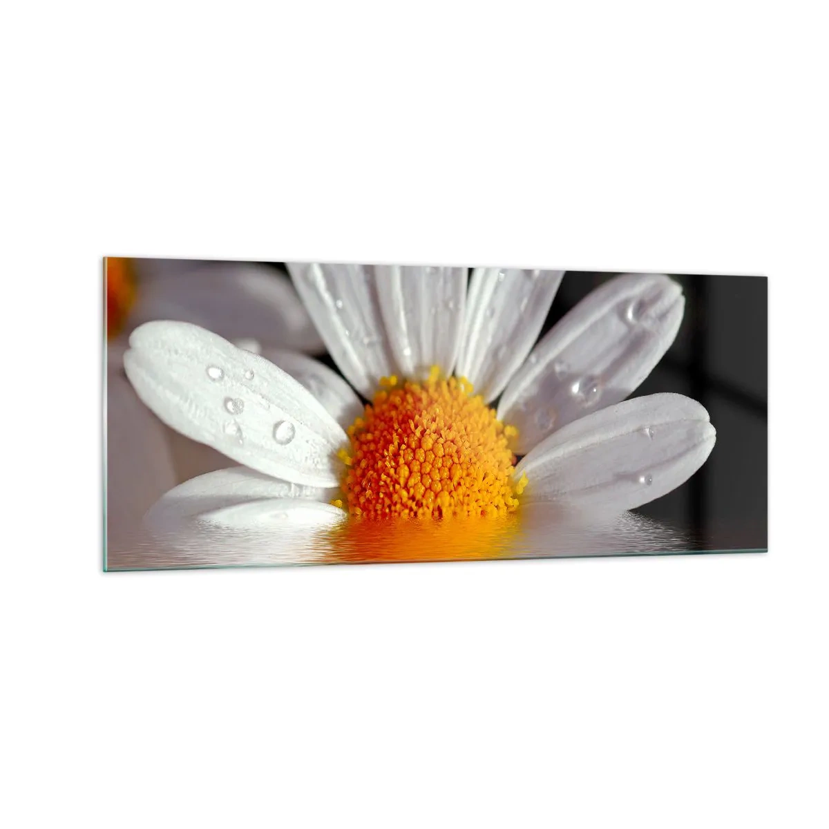 Üveg kép - A százszorszép felkelő napja - 100x40 cm