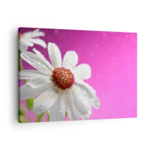 Vászonkép - Egy fehér százszorszép, rózsaszín alapon vízcseppekkel borítva - 70x50cm - A Szépségében szerény - Modern fali dekoráció nappalihoz és hálószobához ARTTOR