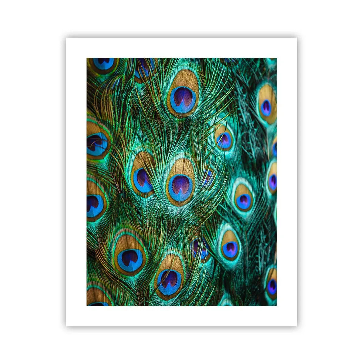 Poszter - Pávaszemű pillantás - 40x50 cm