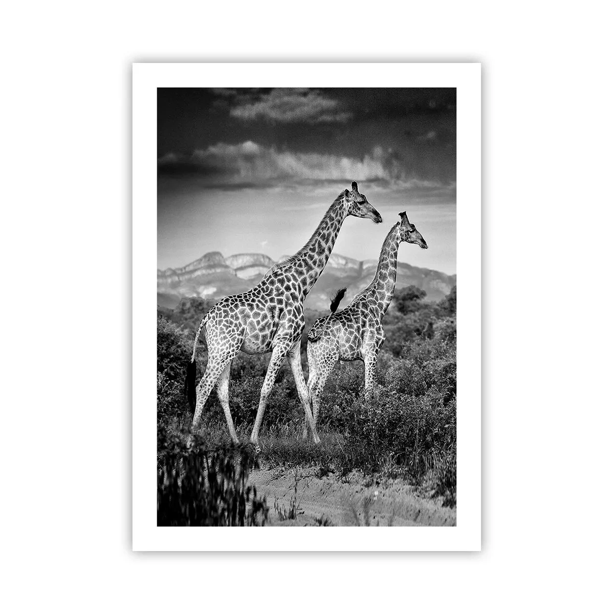 Poszter - Magas rangok Afrikában - 50x70 cm