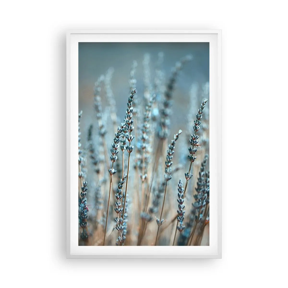 Poszter fekete keretben - Illatos szálak - 61x91 cm