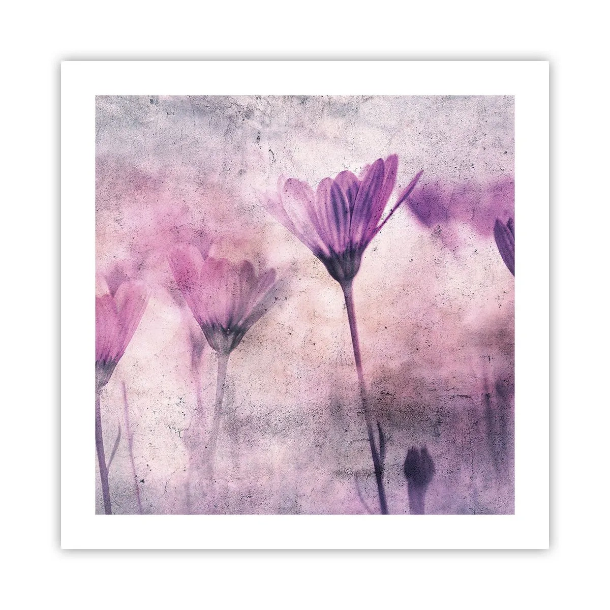 Poszter - A virágok álma  - 50x50 cm