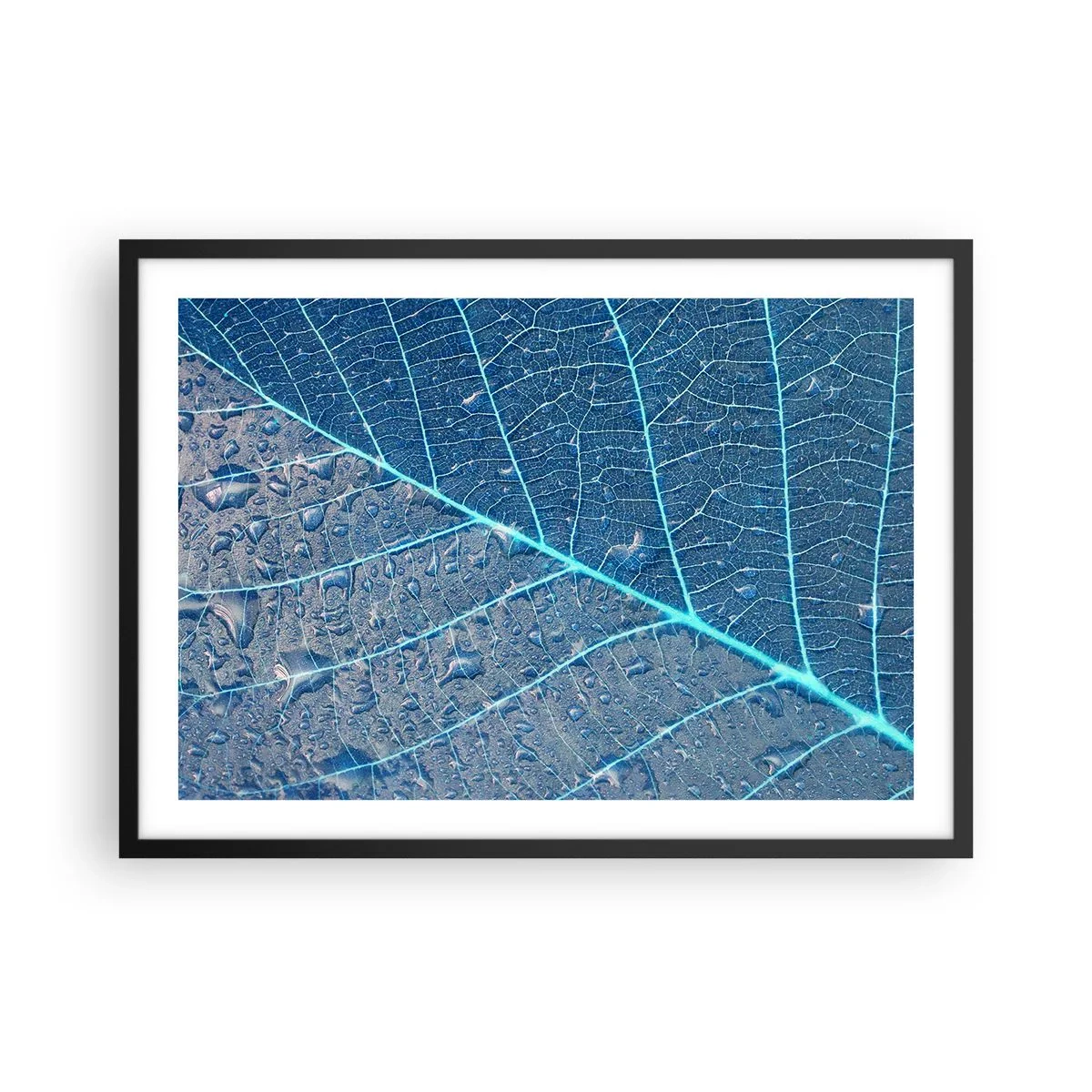 Poszter fehér keretben - Az élet kékben - 70x50 cm