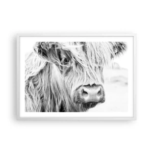 Poszter fekete keretben - Skót vadság - 70x50 cm
