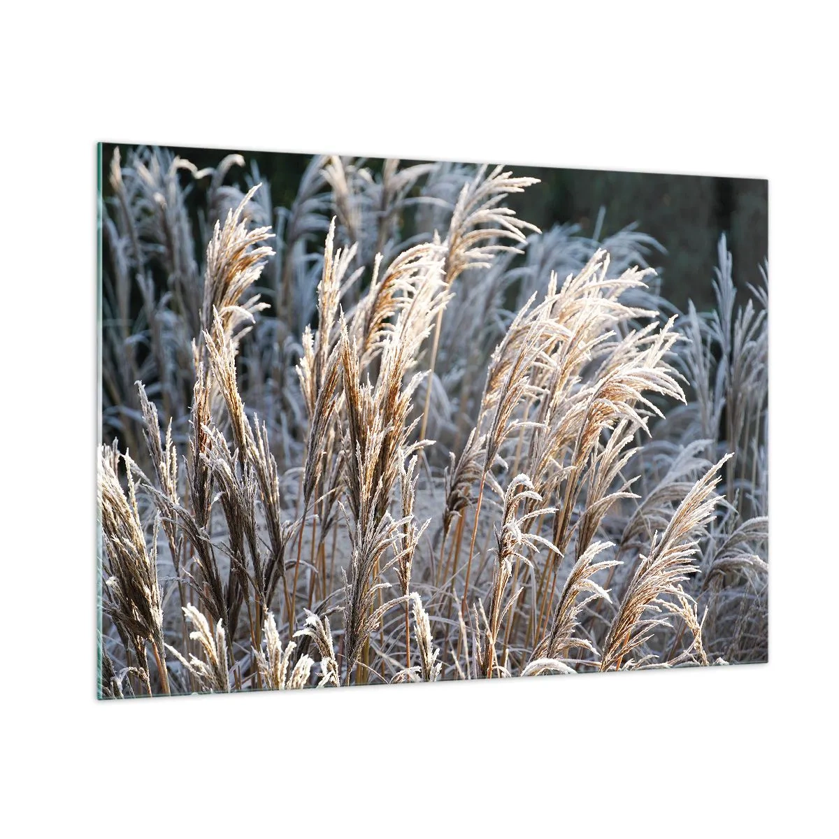 Üveg kép - Zúzmarába öltözött - 100x70 cm