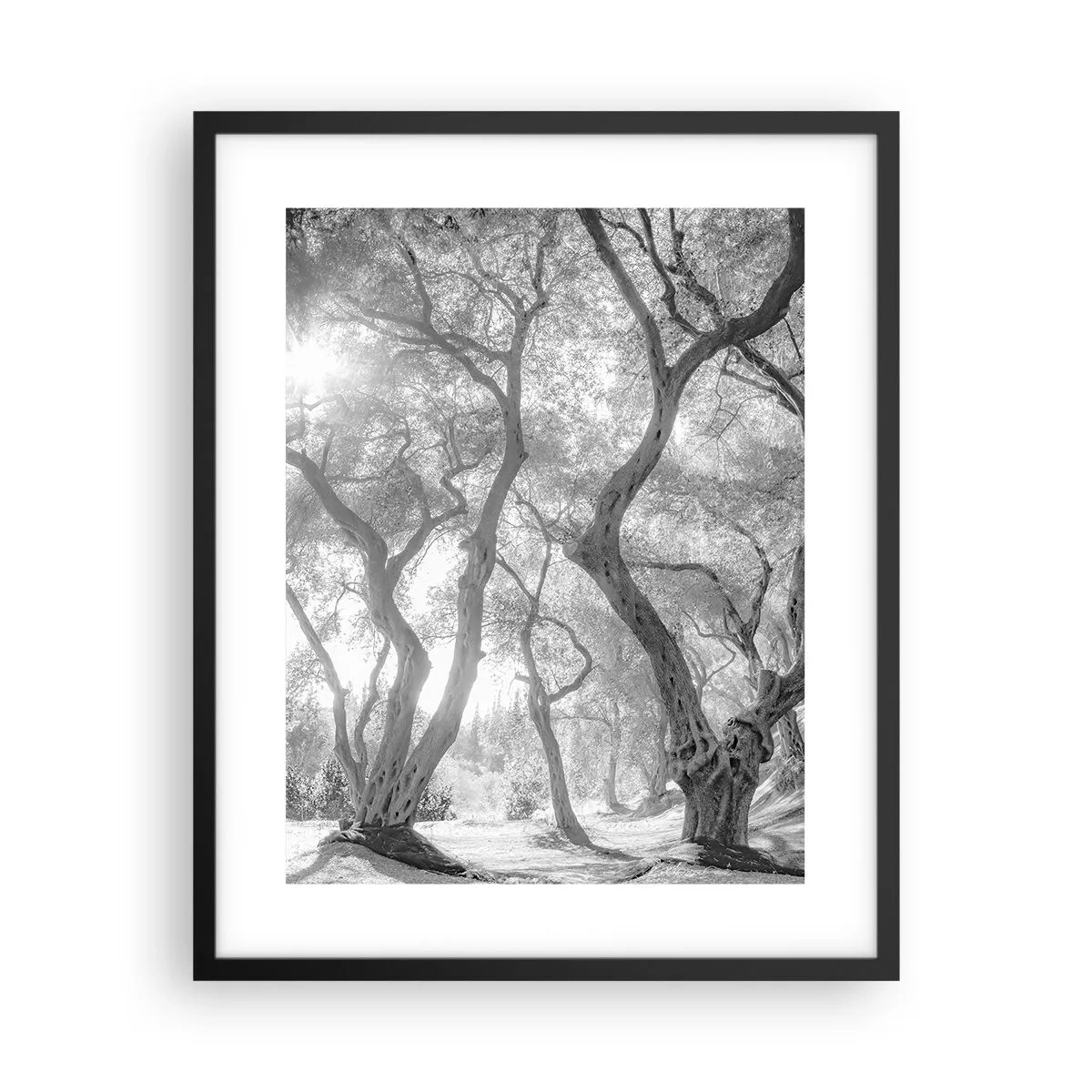 Poszter fehér keretben - Egy olajfaligetben - 40x50 cm