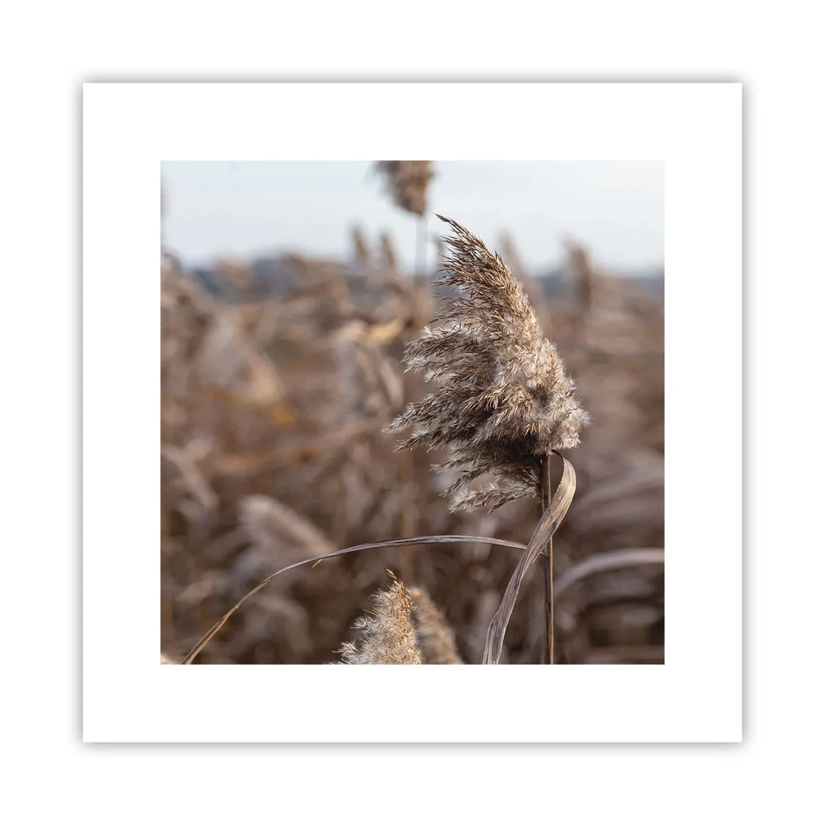 Poszter - Ideje elrepülni a széllel - 30x30 cm