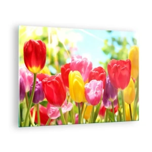 Üveg kép - Színes tulipánok a tavaszi nap fényében - 70x50cm - Mi vagyunk, a május színei! - Modern fali dekoráció nappalihoz és hálószobához ARTTOR