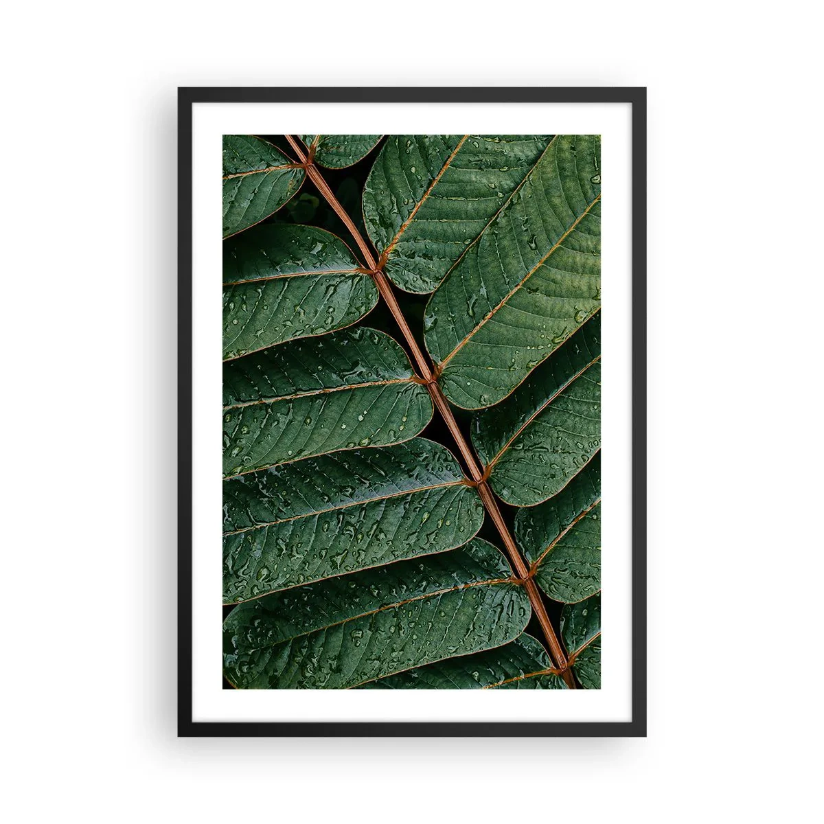 Poszter fehér keretben - Levelek vízcseppekkel, harmonikus kompozíciót alkotva - 50x70cm - Zöld ritmusban - Modern fali dekoráció nappalihoz és hálószobához ARTTOR