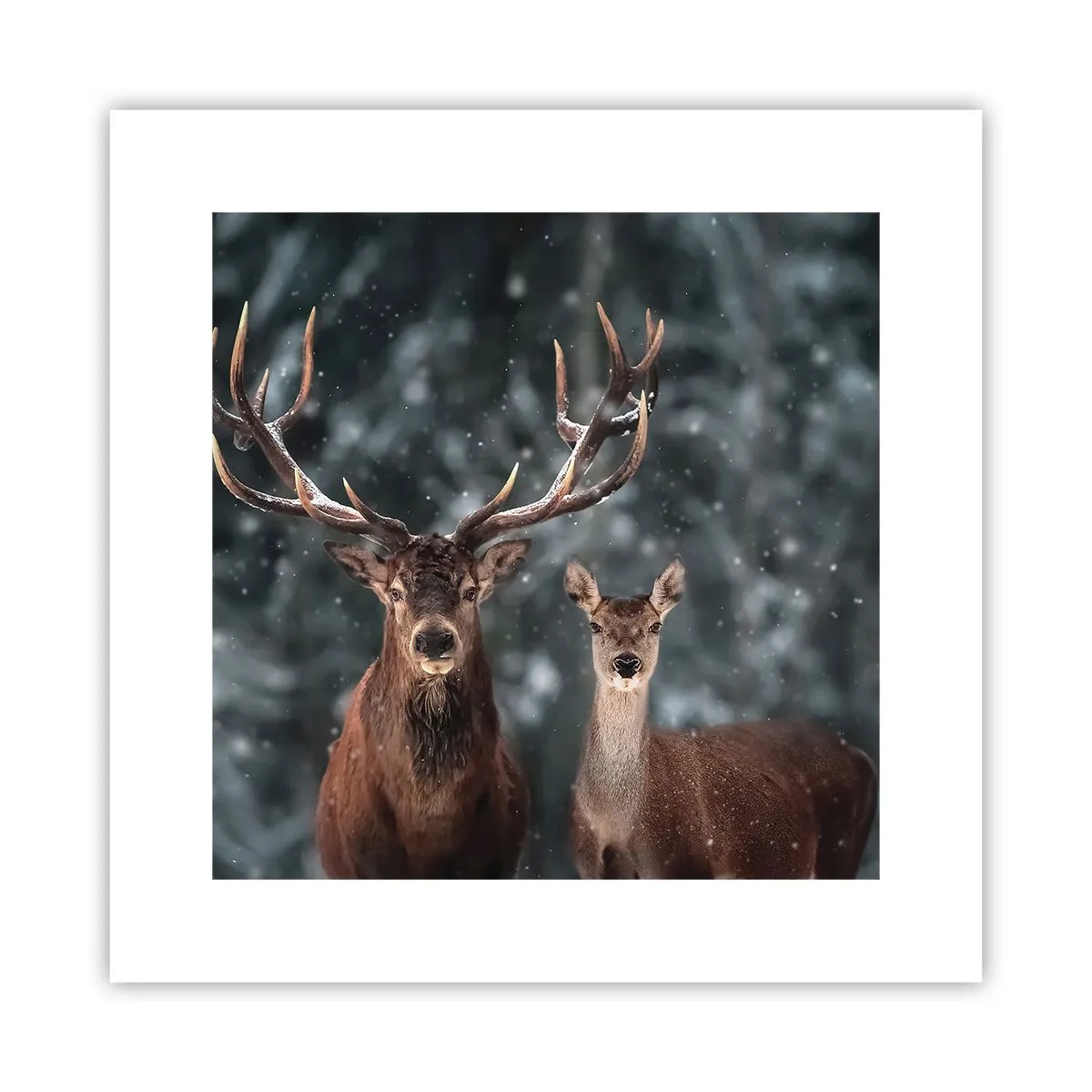 Poszter - Az erdő ura a feleségével - 30x30 cm