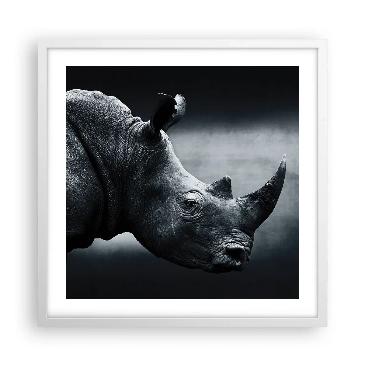 Poszter fekete keretben - Jobb profil - 50x50 cm