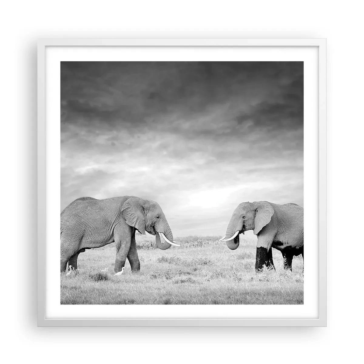 Poszter fekete keretben - A szürke gyönyörű - 60x60 cm