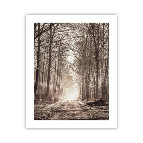 Poszter - Erdei katedrális - 40x50 cm