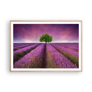 Poszter világos tölgy keretben - Levendulaföldeken - 100x70 cm