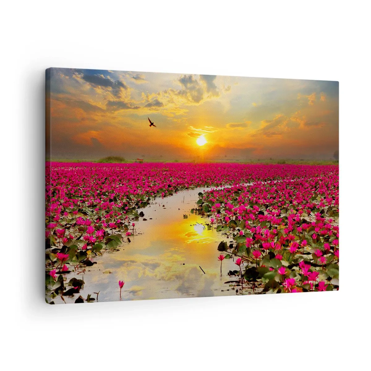 Vászonkép - Rózsaszín tavirózsák mezője naplementekor - 70x50cm - A tó titokzatos élete - Modern fali dekoráció nappalihoz és hálószobához ARTTOR