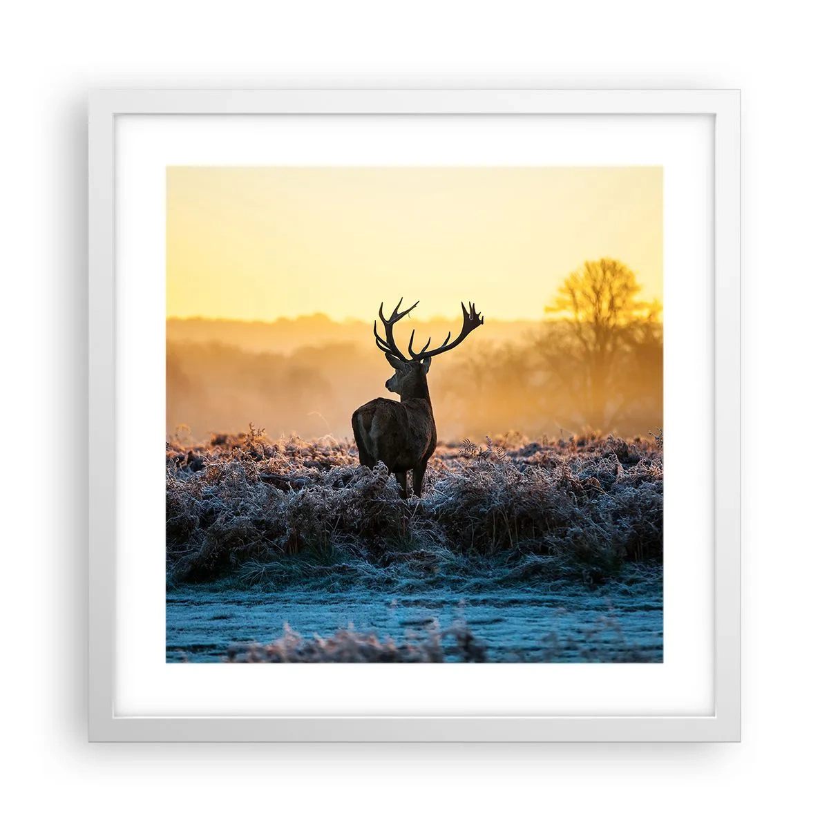 Poszter fekete keretben - Megkoronázott a birtokán - 40x40 cm