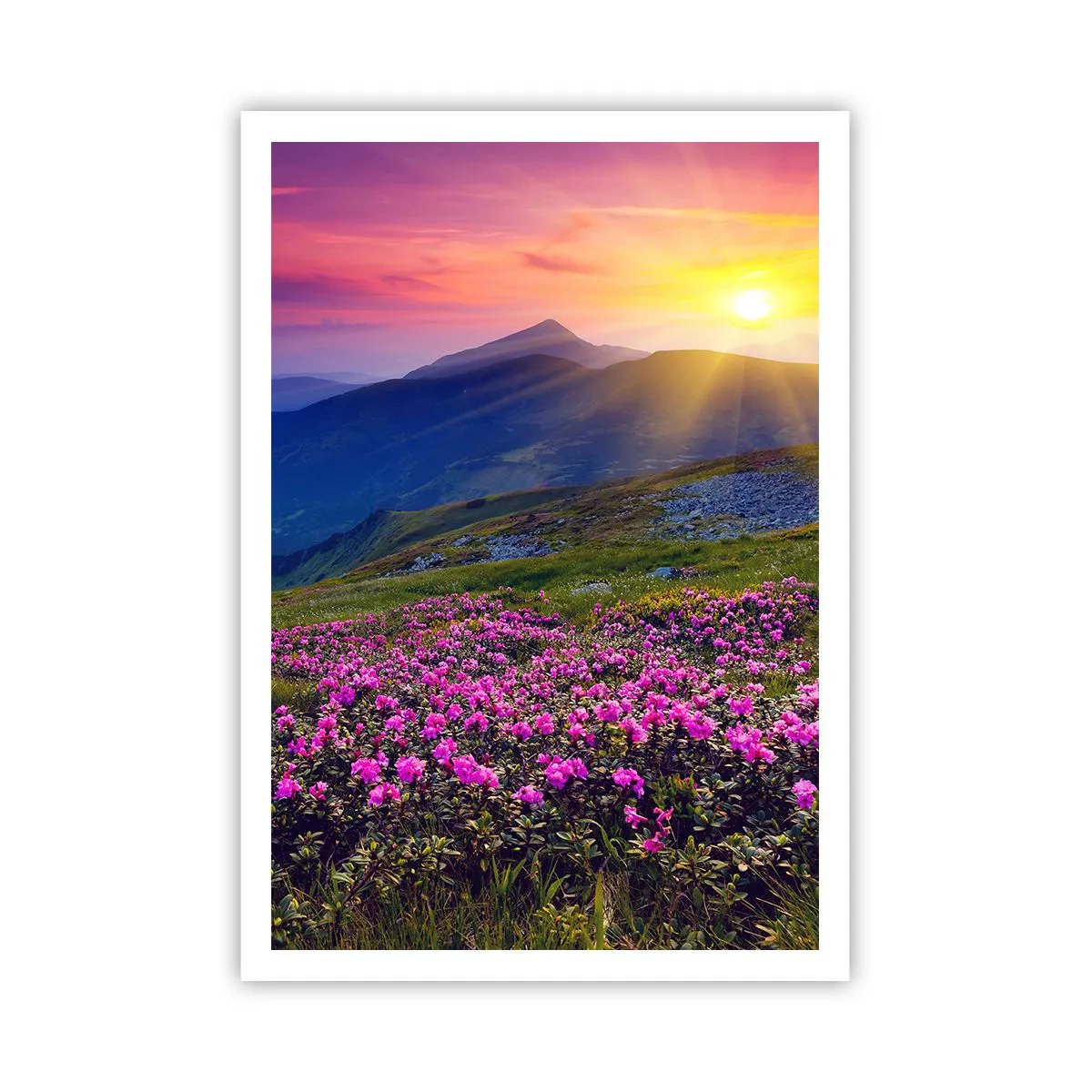 Poszter - … És körülötte hegyi fenyő és gyógynövények illata - 70x100 cm