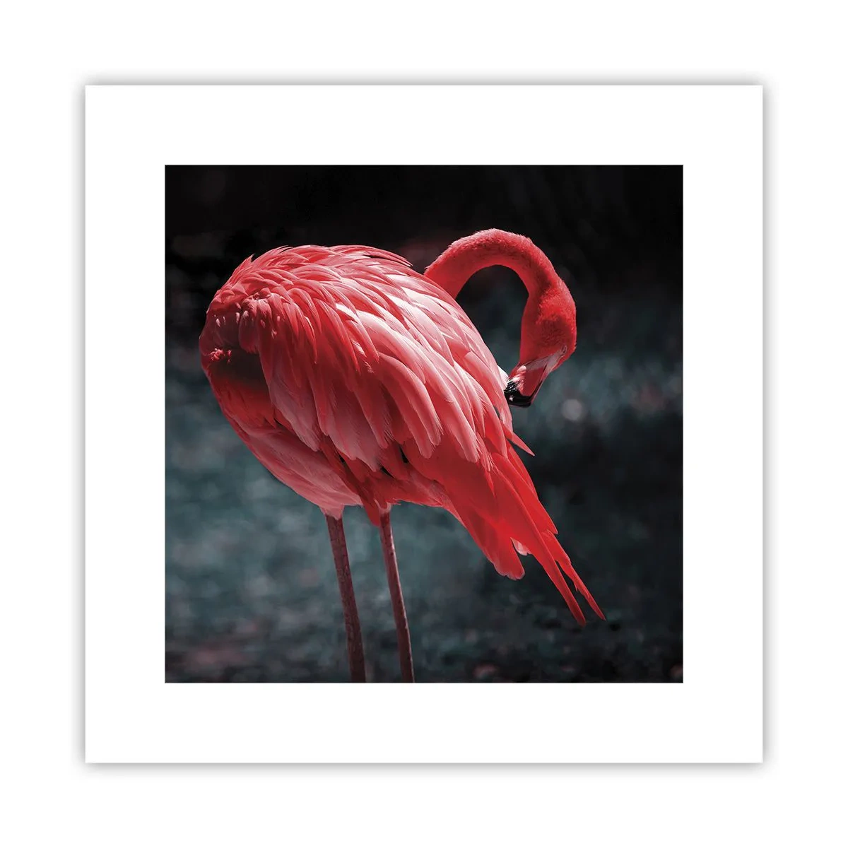 Poszter - A természet karmazsinvörös verse - 30x30 cm