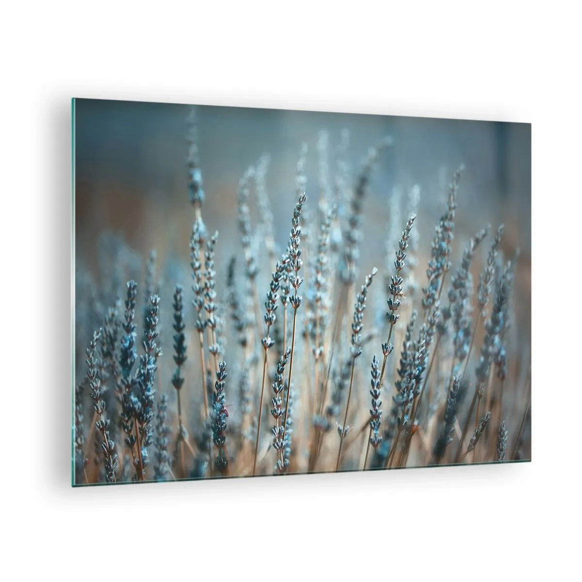Üveg kép - Levendula mező lágy, hűvös fényben - 70x50cm - Illatos szálak - Modern fali dekoráció nappalihoz és hálószobához ARTTOR