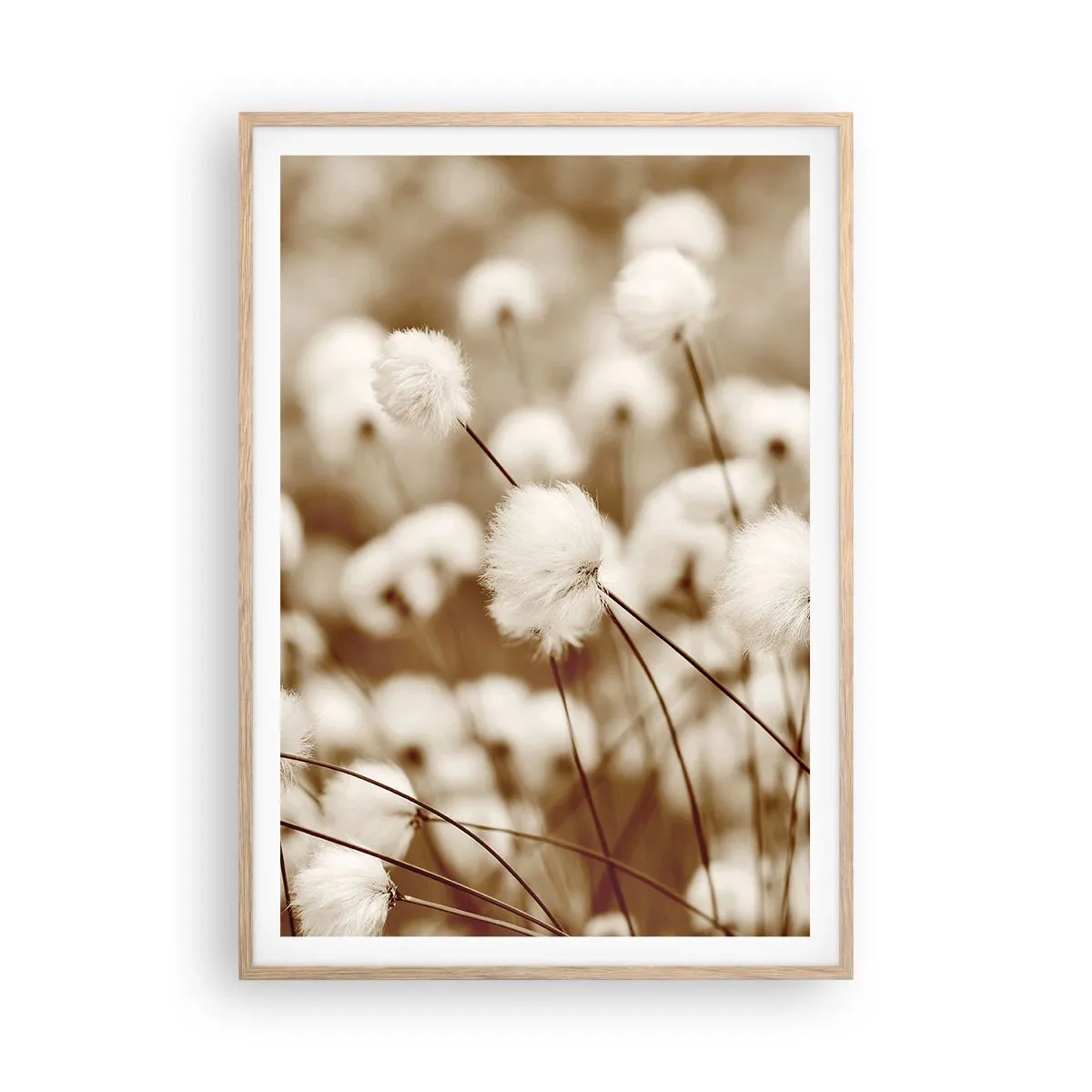 Poszter világos tölgy keretben - Bolyhos termés - 70x100 cm