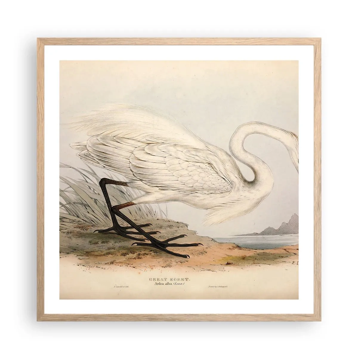 Poszter világos tölgy keretben - Hölgy a nádasban - 60x60 cm