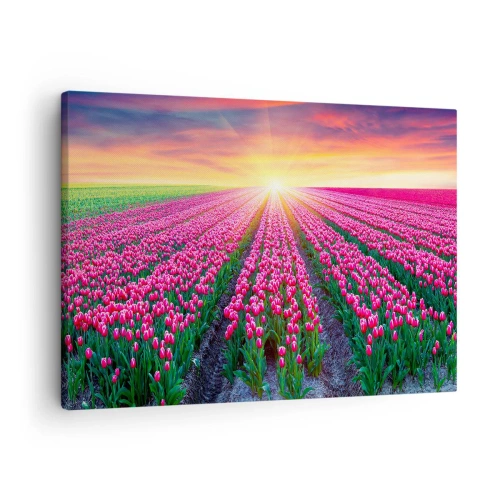 Vászonkép - Tulipánmező naplementekor - 70x50cm - Gyönyör farm - Modern fali dekoráció nappalihoz és hálószobához ARTTOR