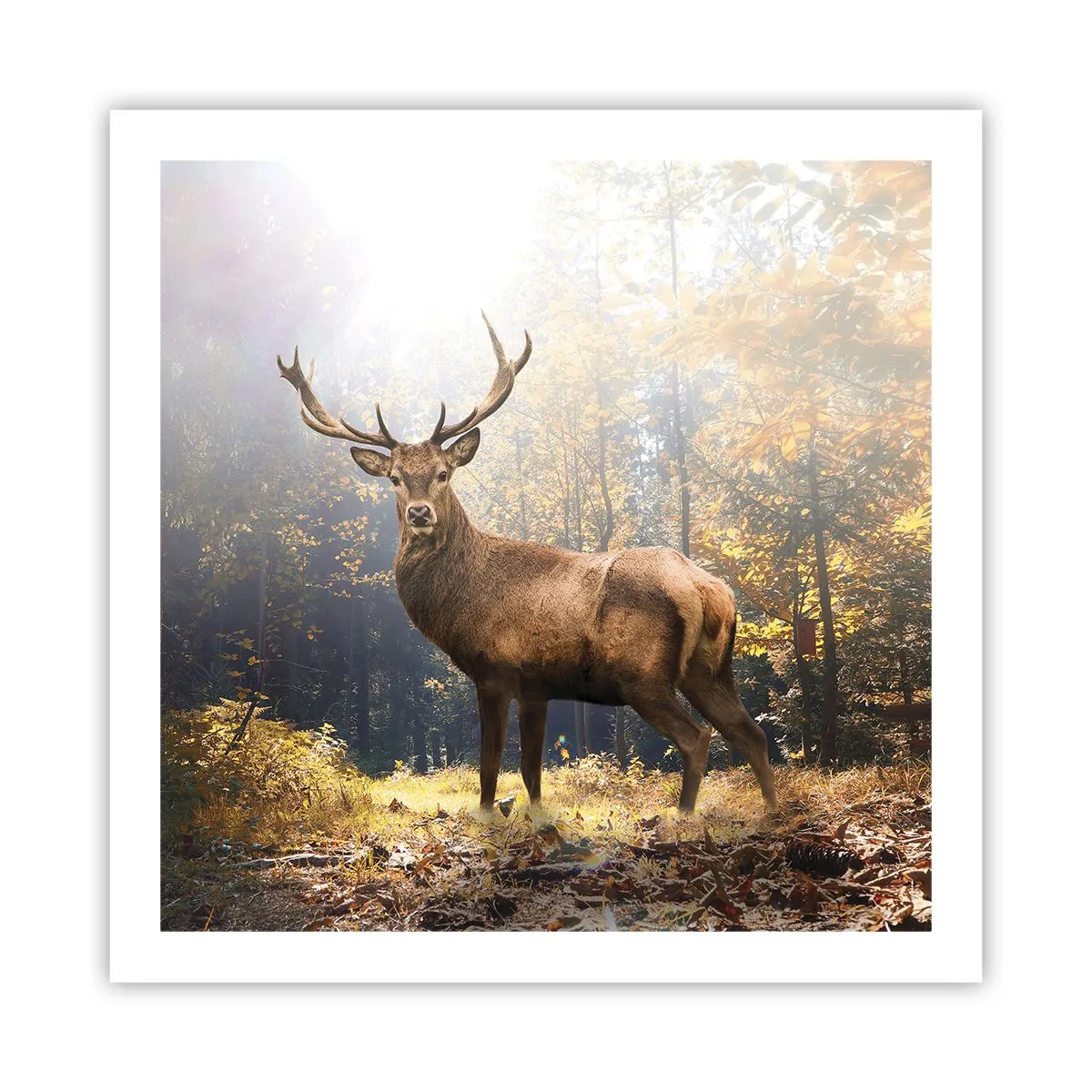 Poszter - Teljes fenségben - 60x60 cm