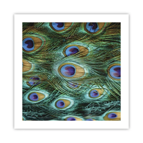 Poszter - Pávaszemű pillantás - 50x50 cm