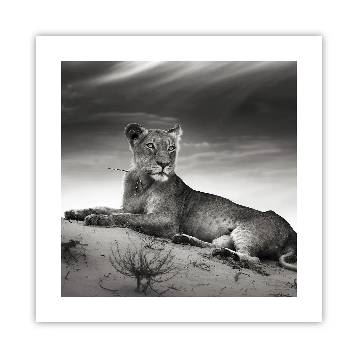 Poszter - A sivatagi királynő pihenése - 40x40 cm