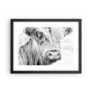 Poszter fehér keretben - Skót vadság - 40x30 cm